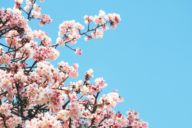 Cherry blossom tree