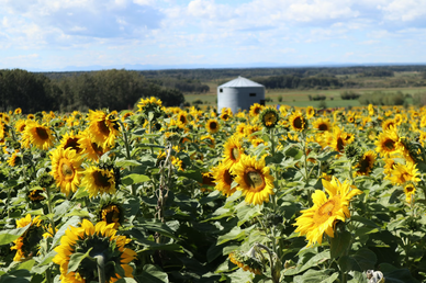 Flower Farms in Canada