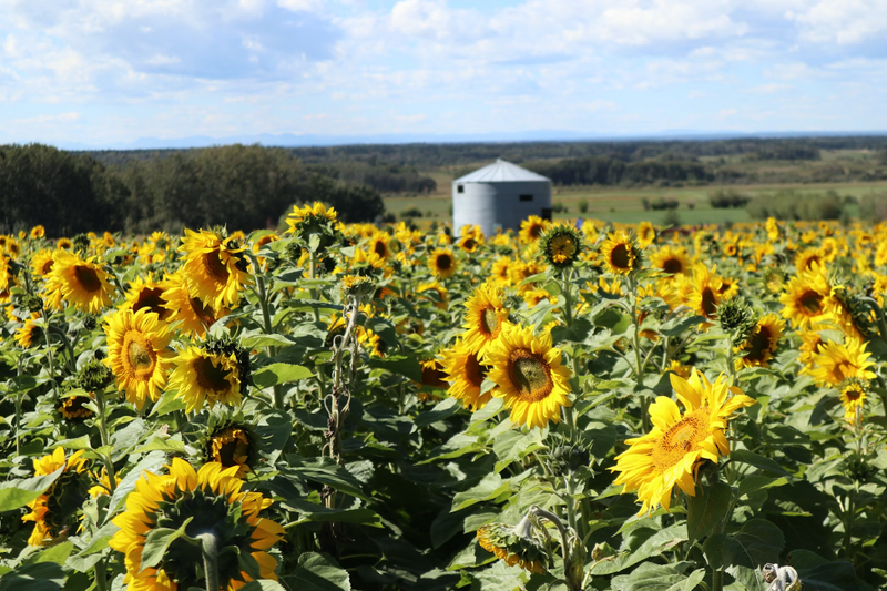 Flower Farms in Canada