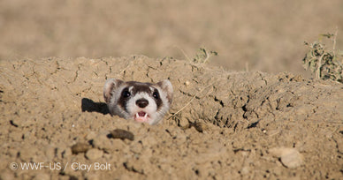 Jackery looks to partnership with WWF