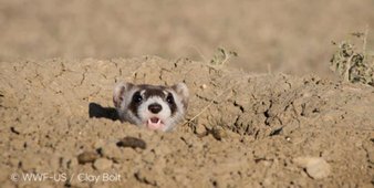 Jackery Reaffirms Commitment to Earth Protection, Looks to Continue Partnership with WWF in 2024